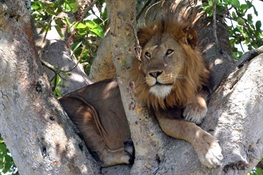 Famous Tree-Climbing Lions of Uganda Roaming Farther  As Prey Animals Decrease